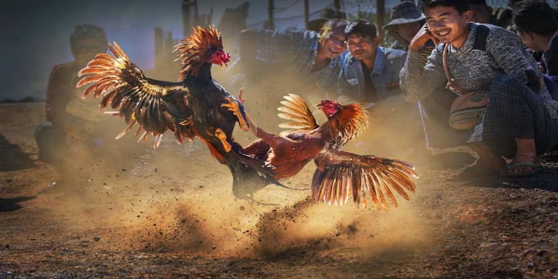 Lưu ý quan trọng khi tham gia vào sảnh đá gà đòn
