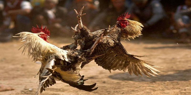 Ưu điểm tham gia đá gà đòn tại nhà cái an99